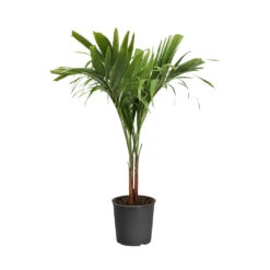 Christmas Palm Tree -Brighter Blooms Sales PAL CHR 23 3 standard pot