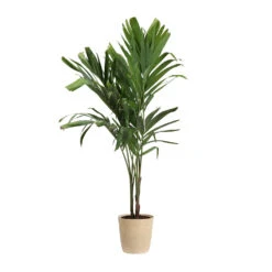 Christmas Palm Tree -Brighter Blooms Sales PAL CHR 34 3 delilah beige