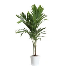 Christmas Palm Tree -Brighter Blooms Sales PAL CHR 34 3 delilah white