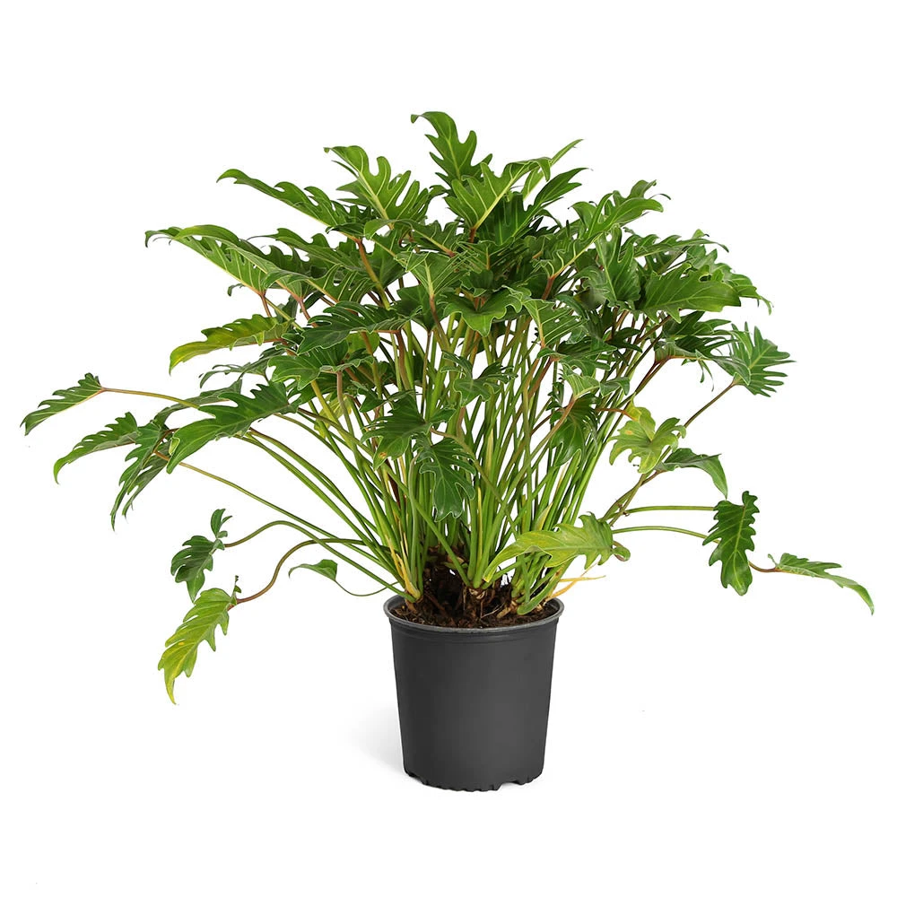 Xanadu Philodendron (Winterbourn) Plant 8 Xanadu Philodendron (Winterbourn) Plant - Image 6