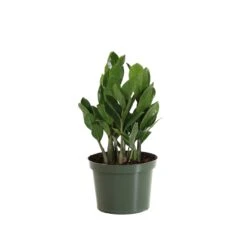 ZZ Plant 13 ZZ Plant -Brighter Blooms Sales PLA ZZP.6