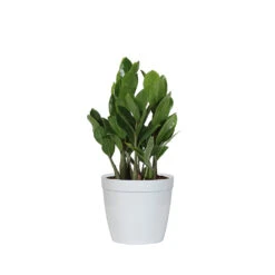 ZZ Plant 14 ZZ Plant -Brighter Blooms Sales PLA ZZP.6 delilah white da005efa b098 40b3 8b36 4496190034d6