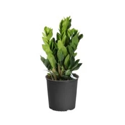 ZZ Plant 15 ZZ Plant -Brighter Blooms Sales PLA ZZP3