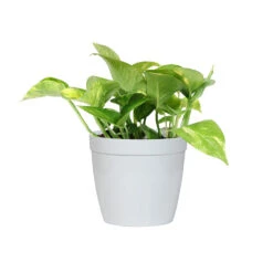 Golden Pothos Plant -Brighter Blooms Sales PTH GOL1 white delilah