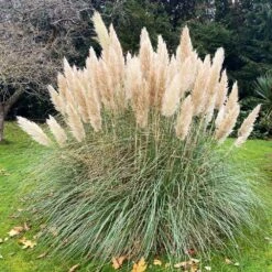 Pampas Grass 7 Pampas Grass -Brighter Blooms Sales Pampas Grass 1 BB