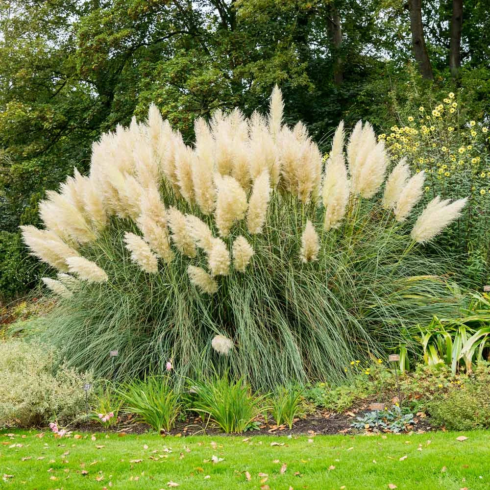 Pampas Grass 4 Pampas Grass - Image 2