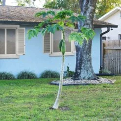 Papaya Tree -Brighter Blooms Sales Papaya 1