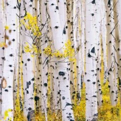 White Birch Tree -Brighter Blooms Sales Paper White Birch 4