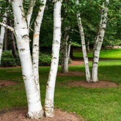 White Birch Tree -Brighter Blooms Sales Paper White Birch 5
