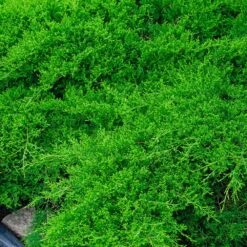 Parson’s Juniper 7 Parson’s Juniper -Brighter Blooms Sales Parsons Juniper 1 BB