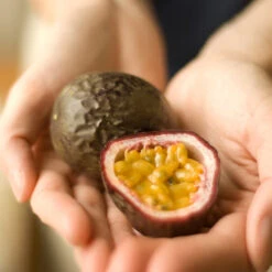 Passion Fruit Vine -Brighter Blooms Sales Passion Fruit 1