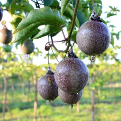 Passion Fruit Vine -Brighter Blooms Sales Passion Fruit 6 BB