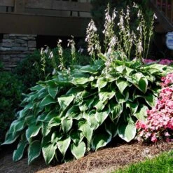 Patriot Hosta -Brighter Blooms Sales Patriot Hosta 1 BB
