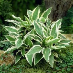 Patriot Hosta -Brighter Blooms Sales Patriot Hosta 4