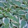 Patriot Hosta -Brighter Blooms Sales Patriot Hosta BB 600x600 b2ca27f5 7a7d 4555 8554 11f636c32589
