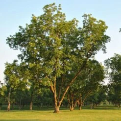 Pawnee Pecan Tree -Brighter Blooms Sales Pawnee Pecan 5 BB