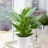 Peace Lily -Brighter Blooms Sales Peace Lily BB 600x600 f28edd3a 2a61 4a27 b246 b715f3c35e3f
