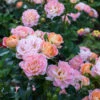 Peach Drift® Rose -Brighter Blooms Sales Peach Drift Rose BB 600x600 a4052b21 6202 4693 9225 32d919c64c6b