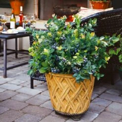 Bushel And Berry® Blueberry Peach Sorbet Plant -Brighter Blooms Sales Peach Sorbet BLueberry 3 BB