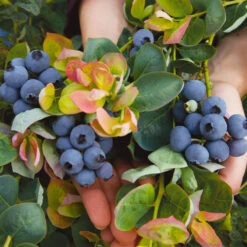 Bushel And Berry® Blueberry Peach Sorbet Plant -Brighter Blooms Sales Peach Sorbet BLueberry 7