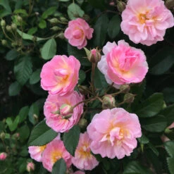 Perfume Breeze™ Rose Tree -Brighter Blooms Sales Perfume Breeze Rose Tree 1