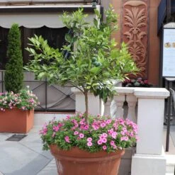 Persian 'Bearss' Lime Tree 11 Persian 'Bearss' Lime Tree -Brighter Blooms Sales Persian Lime Tree 7 BB