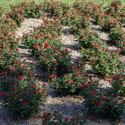 Petite Knock Out® Rose Shrub -Brighter Blooms Sales Petite Red Knockout Rose6