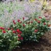 Petite Knock Out® Rose Shrub 2 Petite Knock Out® Rose Shrub -Brighter Blooms Sales Petite Red Knockout Rose BB 600x600 f00e26a8 def8 40c5 bc95 67ad0ea822be