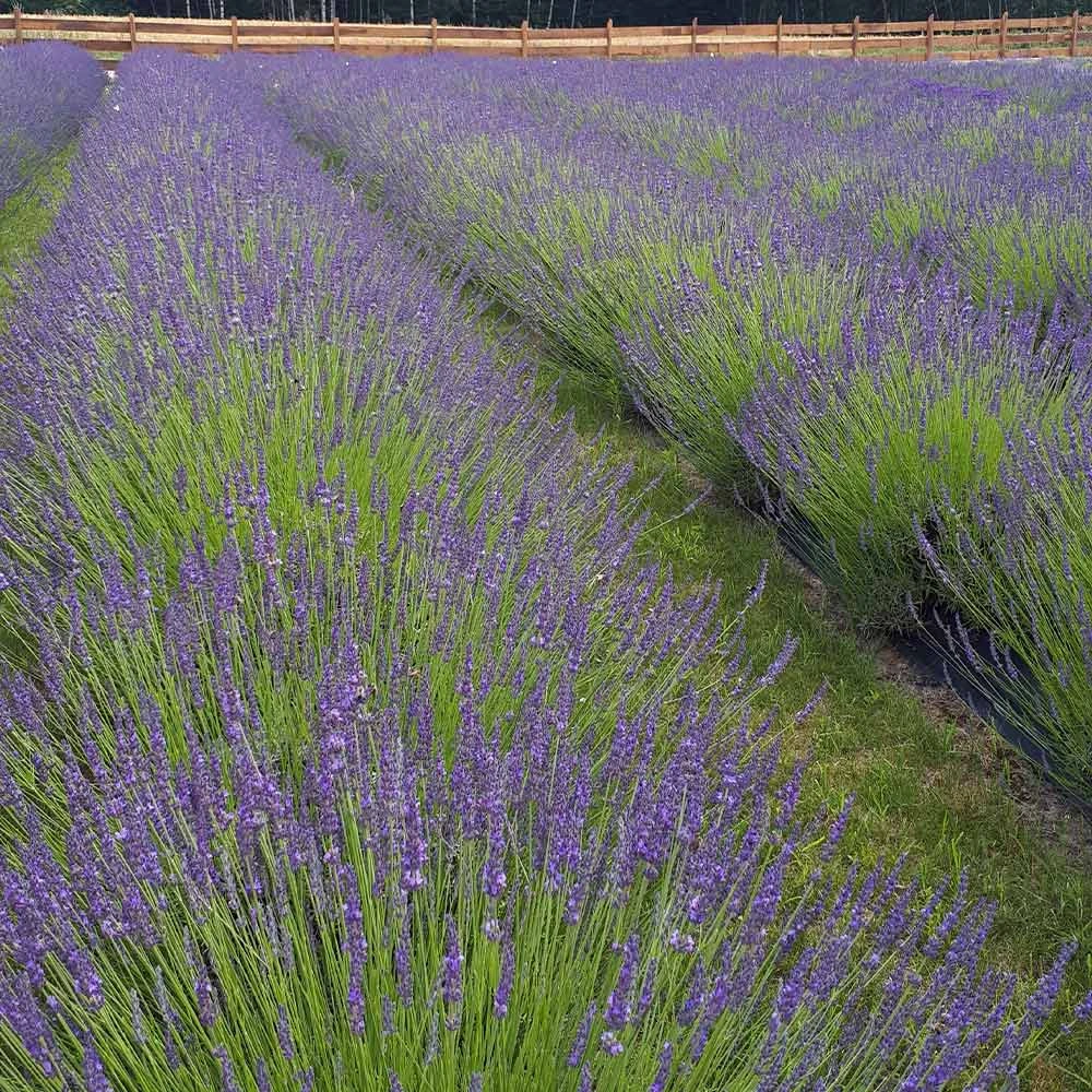 Phenomenal Lavender Plant 3 Phenomenal Lavender Plant - Image 2