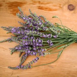 Phenomenal Lavender Plant 8 Phenomenal Lavender Plant -Brighter Blooms Sales Phenomenal Lavender 2 BB