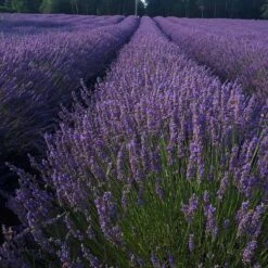 Phenomenal Lavender Plant 9 Phenomenal Lavender Plant -Brighter Blooms Sales Phenomenal Lavender 5 BB
