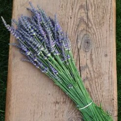 Phenomenal Lavender Plant 10 Phenomenal Lavender Plant -Brighter Blooms Sales Phenomenal Lavender 7