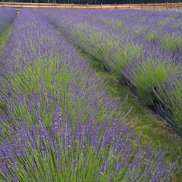 Phenomenal Lavender Plant 2 Phenomenal Lavender Plant