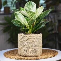 Rare House Plant Kit -Brighter Blooms Sales Philodendron Birkin 1 9a1201a0 6c40 4e21 93d3 1935712f09ca