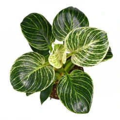 Birkin Philodendron Plant -Brighter Blooms Sales Philodendron Birkin 2