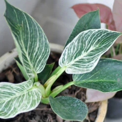 Birkin Philodendron Plant -Brighter Blooms Sales Philodendron Birkin 4