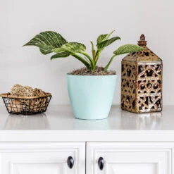 Birkin Philodendron Plant -Brighter Blooms Sales Philodendron Birkin 7 BB