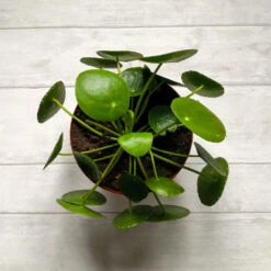 Pilea Peperomioides (Pancake Plant) -Brighter Blooms Sales Pilea Pancake Plant 2 BB