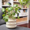 Pilea Peperomioides (Pancake Plant) -Brighter Blooms Sales Pilea Pancake Plant BB 600x6005 2fe7479c 7c71 4255 99f1 83727f57d1c5