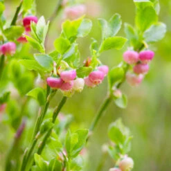 Pink Lemonade Blueberry Plant 10 Pink Lemonade Blueberry Plant -Brighter Blooms Sales Pin Lemonade Blueberry 3