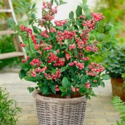 Pink Lemonade Blueberry Plant 9 Pink Lemonade Blueberry Plant -Brighter Blooms Sales Pin Lemonade Blueberry 4