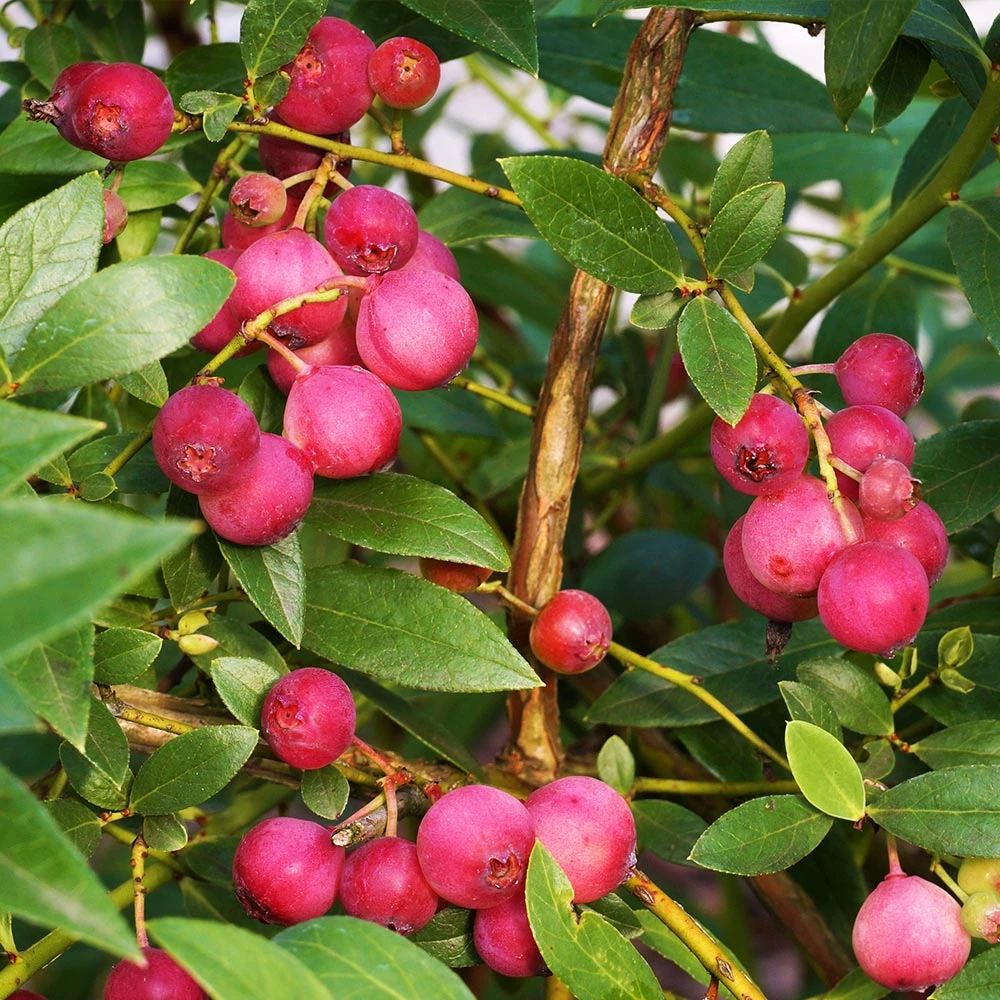 Pink Lemonade Blueberry Plant 4 Pink Lemonade Blueberry Plant - Image 2
