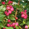 Pink Lemonade Blueberry Plant 1 Pink Lemonade Blueberry Plant -Brighter Blooms Sales Pin Lemonade Blueberry BB 600x600 a3eadc65 f738 4c71 af58 1ba4e79cdb6b