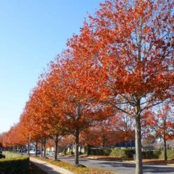 Pin Oak Tree 13 Pin Oak Tree -Brighter Blooms Sales Pin Oak 10 BB