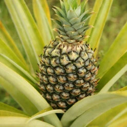 Salsa Kit 12 Salsa Kit -Brighter Blooms Sales Pineapple 3 BB