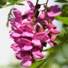 Pink Wisteria Vine -Brighter Blooms Sales Pink Wisteria Vine 220