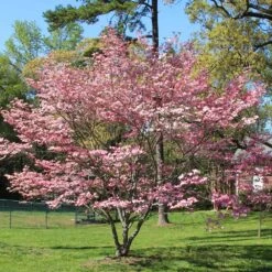 Pink Dogwood Tree 8 Pink Dogwood Tree -Brighter Blooms Sales Pink Dogwood 1 BB