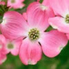 Pink Dogwood Tree -Brighter Blooms Sales Pink Dogwood BB 600x600 11f3fdb5 42d7 43ea 92d2 68b8217cb7a6