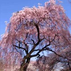 New Products -Brighter Blooms Sales Pink Double Weeping Cherry 3 BB