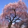 Pink Weeping Cherry Tree 1 Pink Weeping Cherry Tree -Brighter Blooms Sales Pink Double Weeping Cherry BB 600x600 d67830d4 9d1c 4fad 939b bea91818a186